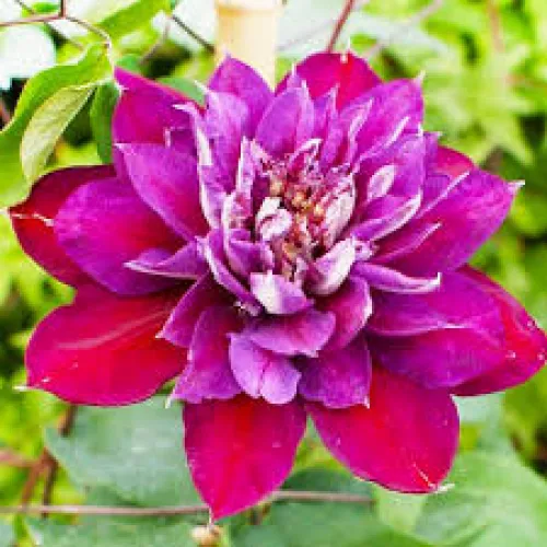 Clematis Temptation 